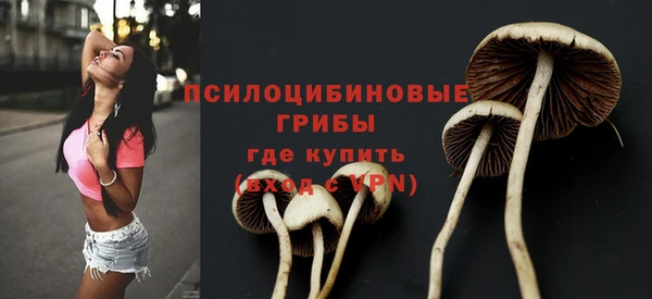 прущие грибы Абинск